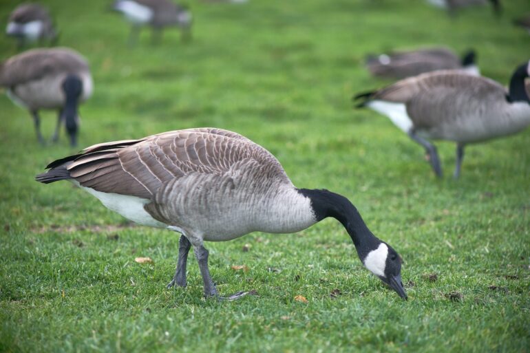 image of geese milling around on short grass