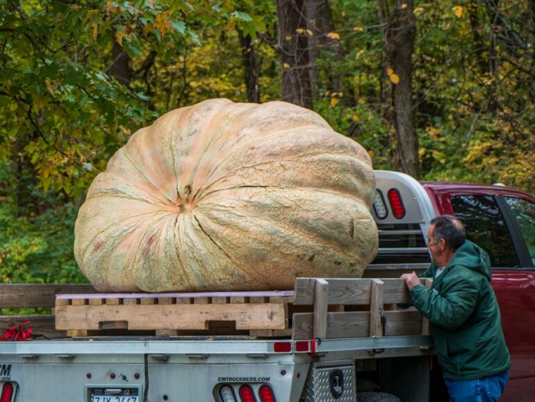 Image of a massive light-orange pumpkin taking up the whole back of a flat bed truck